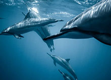 博鱼体育入口:开启体育娱乐新纪元的智能入口